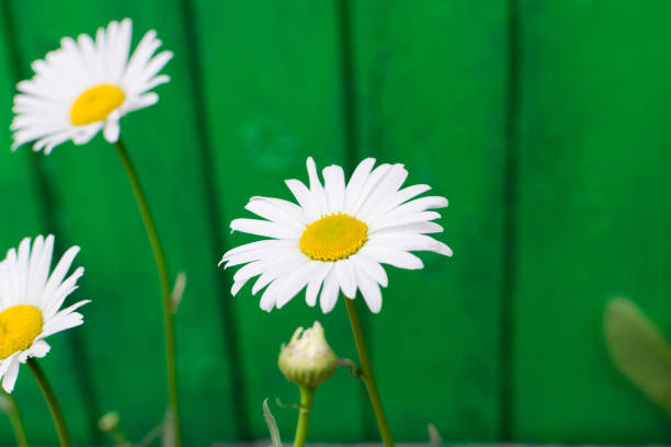 istock White garden chamomile in garden close up with selective focus 1173937205