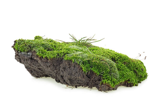 istock Green moss isolated on a white background. Green mossy hill. 1173937978