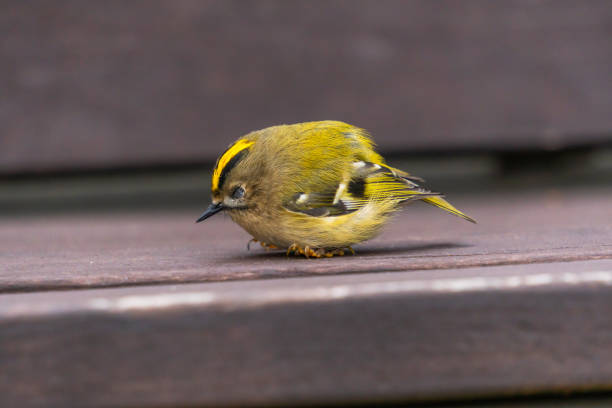 Cute young golden-crowned kinglet fell asleep on a bench The cute young golden-crowned kinglet fell asleep on a bench in the garden of an old abandoned farm regulidae stock pictures, royalty-free photos & images