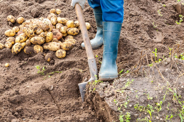 istock New potato harvesting on a potato field 1173943375