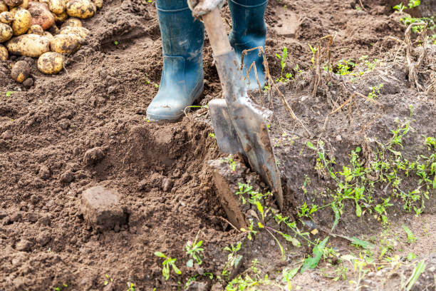 istock New potato harvesting on a potato field 1173943402