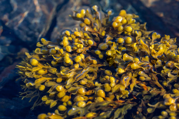 istock Brown algae in clean sea water in Norway 1173946187