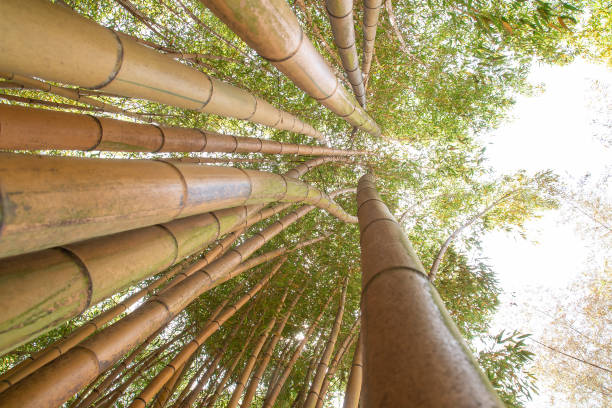 bambù al boschetto di bambù di prafrance, anduze - golden bamboo foto e immagini stock