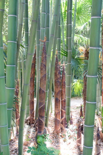 giovani germogli di bambù al boschetto di bambù di prafrance, anduze - golden bamboo foto e immagini stock