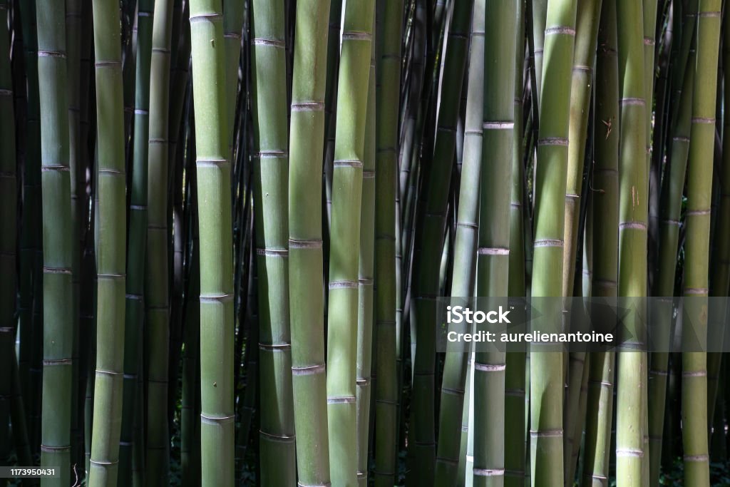 Bamboo shall at the bamboo grove of Prafrance, Anduze Bamboo at the bamboo grove of Prafrance, Anduze Alley Stock Photo