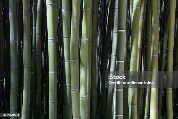 Bamboo Shall At The Bamboo Grove Of Prafrance Anduze Stock Photo - Download Image Now