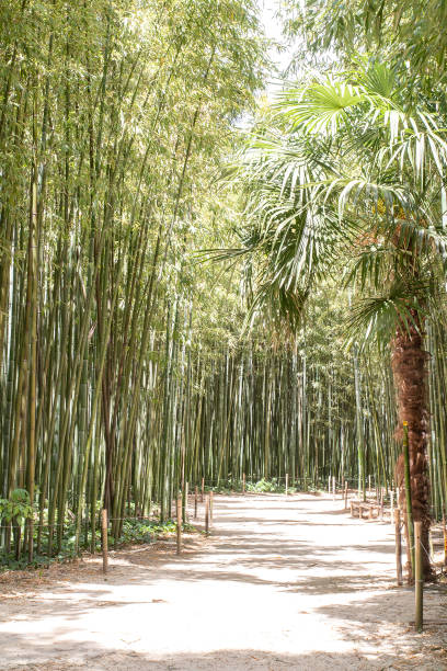 bambù al boschetto di bambù di prafrance, anduze - golden bamboo foto e immagini stock