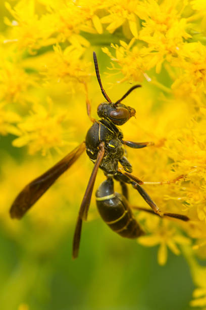 istock Paper wasp foraging on a goldenrod flower. 1173950557