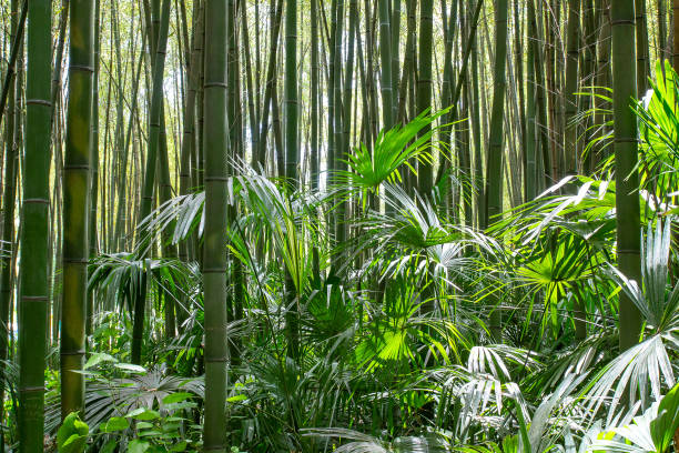 bambù al boschetto di bambù di prafrance, anduze - giant bamboo foto e immagini stock