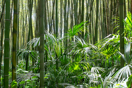Background of bamboo trees in forest.