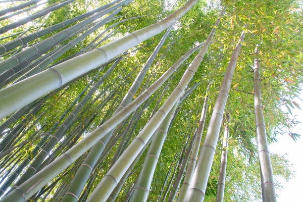 bambú será en la arboleda de bambú de prafrance, anduze - giant bamboo fotografías e imágenes de stock