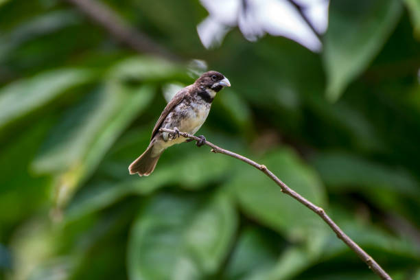 Double collared Seedeater photographed in Domingos Martins, Espirito Santo. Southeast of Brazil. Atlantic Forest Biome. Picture made in 2013.