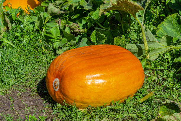 istock Big pumpkin in the vegetable garden 1173951421