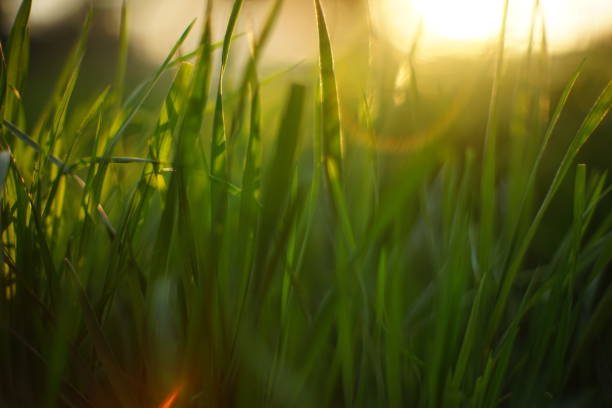 istock Fresh green spring grass with sun. Soft Focus. Nature Background 1173952427