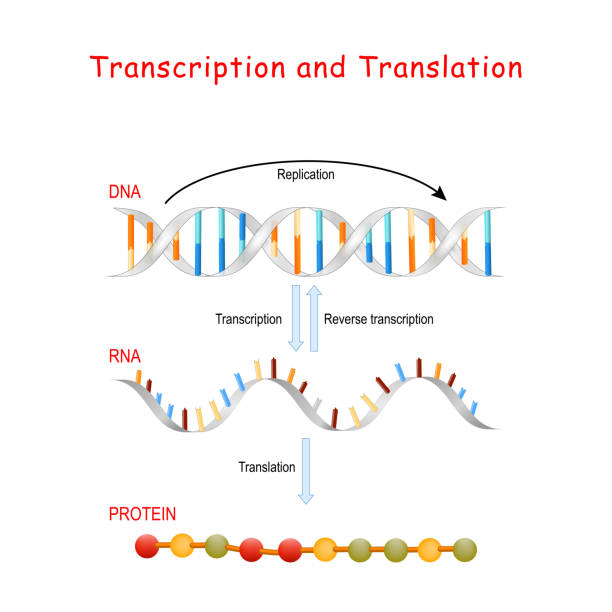 DNA Replication, Protein synthesis. ranscription and translation. DNA Replication, Protein synthesis, Transcription and translation. Biological functions of DNA. Genes and genomes. Genetic code medical transcription stock illustrations