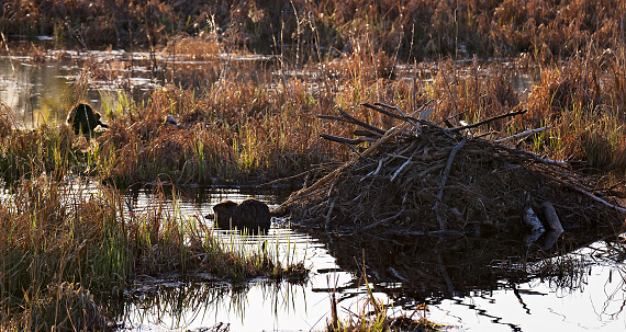 Beavers near their lodge in marshy habitat.  Ecosystems in Wisconsin