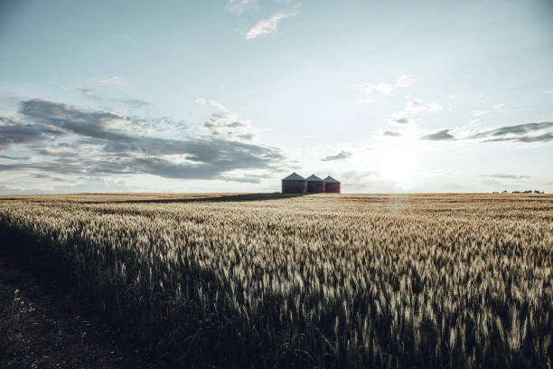 istock Quonset huts in a beautiful wheat field, at sunset, in central Alberta, Canada. Scenic view 1173954440