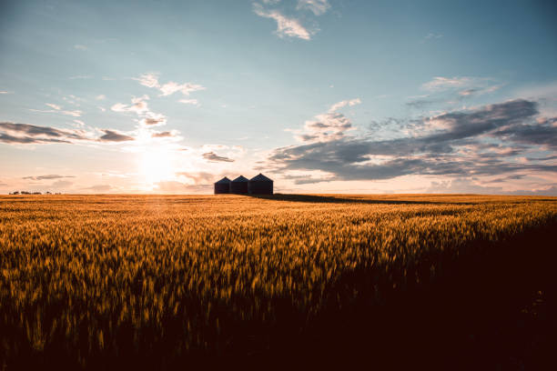 Quonset huts in a beautiful wheat field, at sunset, in central Alberta, Canada. Scenic view
