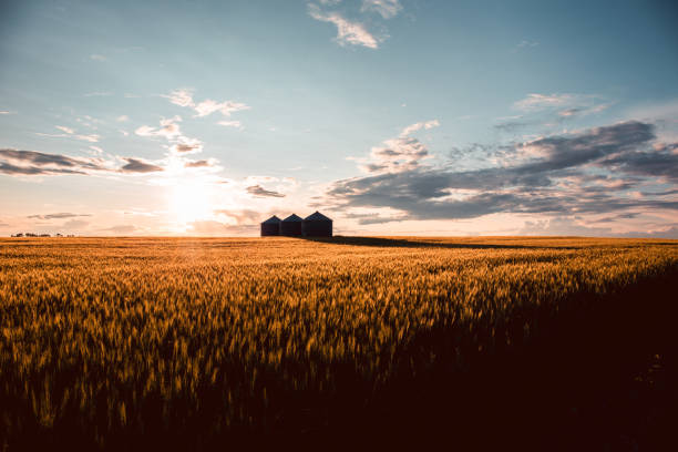 chaty quonset na pięknym polu pszenicy, o zachodzie słońca, w środkowej albercie w kanadzie. malowniczy widok - quonset zdjęcia i obrazy z banku zdjęć