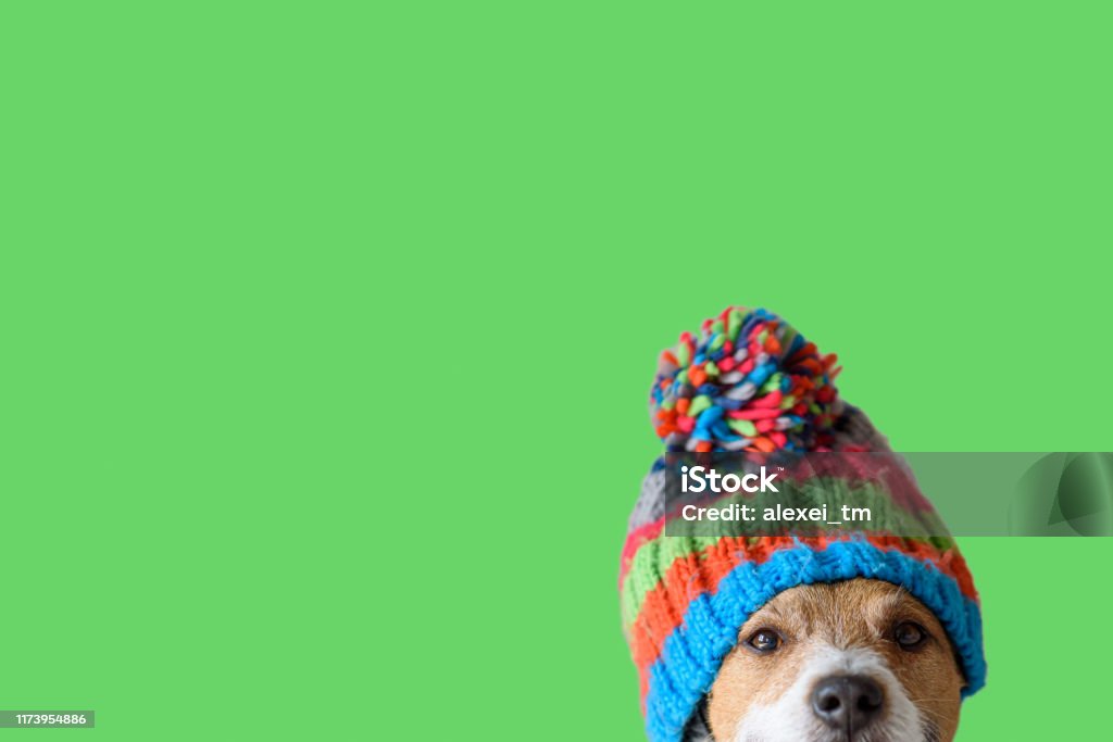 Concept of pet ready for cold winter weather with dog wearing warm knitted hat Jack Russell Terrier with colorful hat against green background Dog Stock Photo