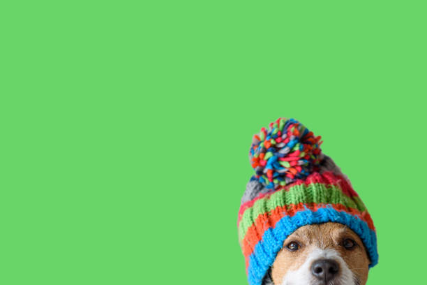 Concept of pet ready for cold winter weather with dog wearing warm knitted hat Jack Russell Terrier with colorful hat against green background wool photos stock pictures, royalty-free photos & images