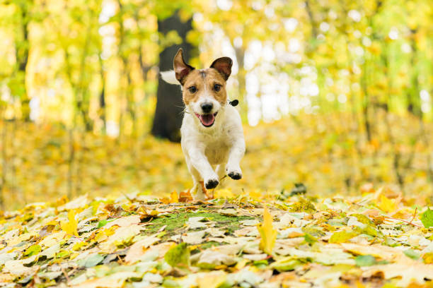 istock Happy dog running at beautiful fall (autumn) park walking off leash at warm day 1173954896
