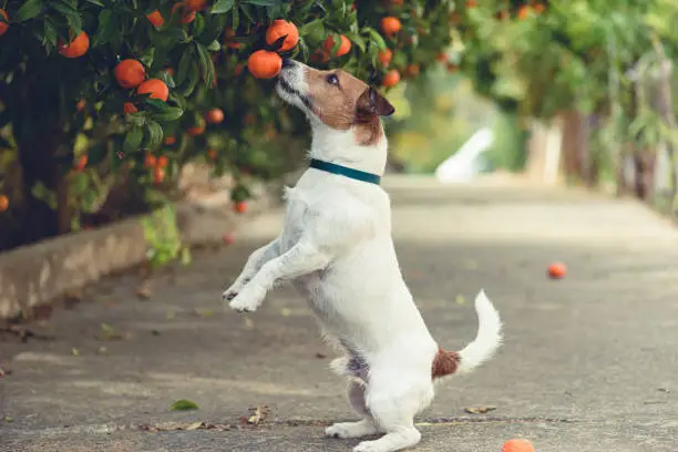 Photo of Dog fond of tangerines trying to steal low hanging fruit from tree branch