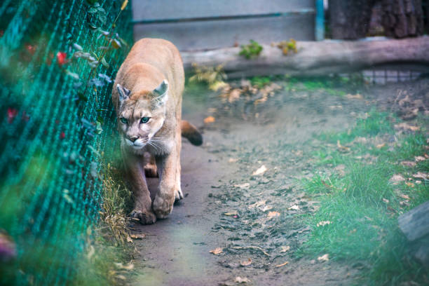 istock Mountain lion , cougar, puma portrait. 1173955532