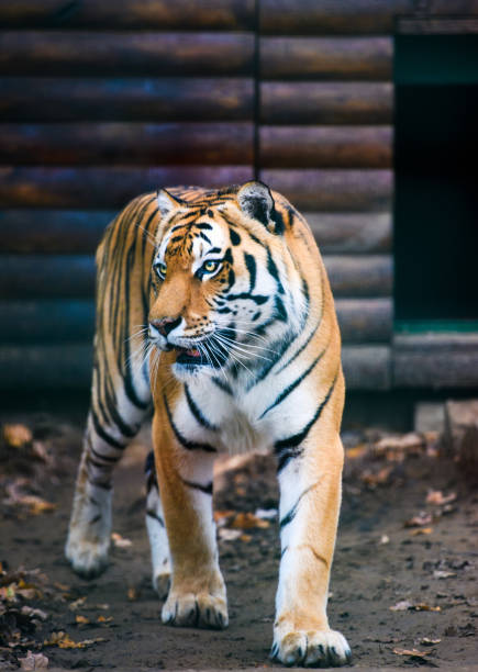 istock Beautiful amur tiger portrait 1173955674