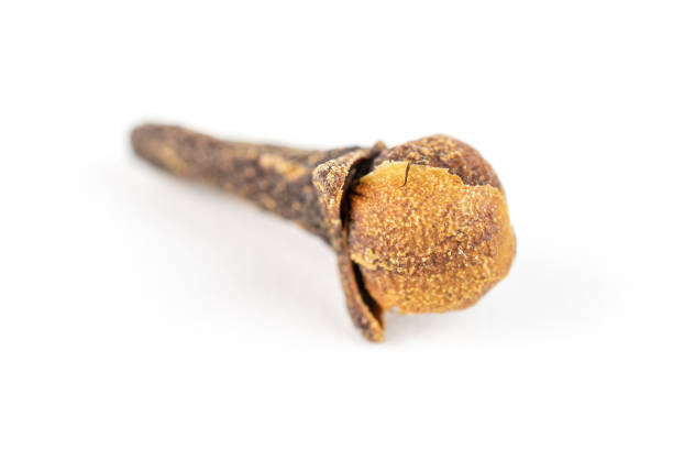 istock Dry brown clove isolated on white 1173962395