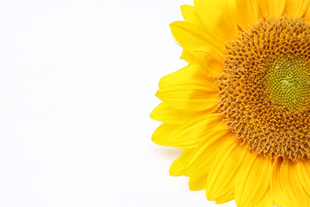 istock sunflower in a white background 1173964586