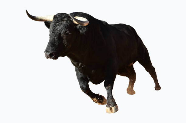 istock Bull spanish witn big horns 1173966952