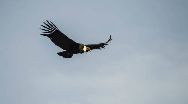 Condor flying high in Chile Isolated condor flying in the wild in Chile. condor stock pictures, royalty-free photos & images