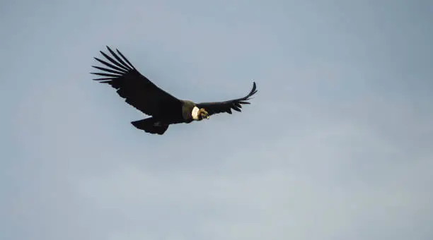 Isolated condor flying in the wild in Chile.