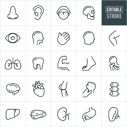 A set of human body parts and organ icons that include editable strokes or outlines using the EPS vector file. The icons include a human nose, ear, mouth, tongue, skull, eye, throat, hand, head, knee, leg, lungs, tooth, arm, muscle, foot, hip, brain, heart, knee, wrist, spine, liver, pancreas, gall bladder, stomach and kidney.