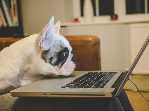 istock French Bulldog looking at laptop 1173970445