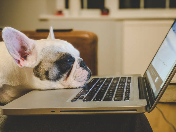 Office dog. Frenchie falling asleep on laptop
