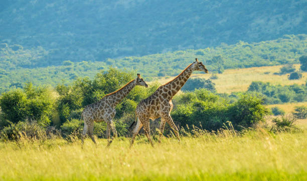 istock Authentic true South African safari experience in bushveld in a game reserve 1173974497