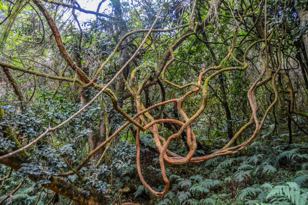 beautiful and green tropical rain forest in sabie south africa - sub tropical climate imagens e fotografias de stock