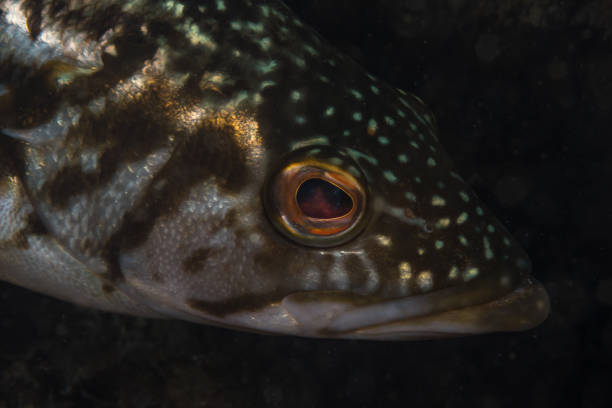 istock Kelp Bass face 1173976627