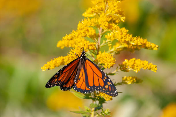 istock Monarch Butterfly on Yellow Flower 1173977646