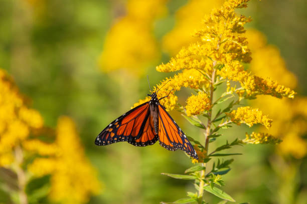 istock Monarch Butterfly on Yellow Flower 1173977647
