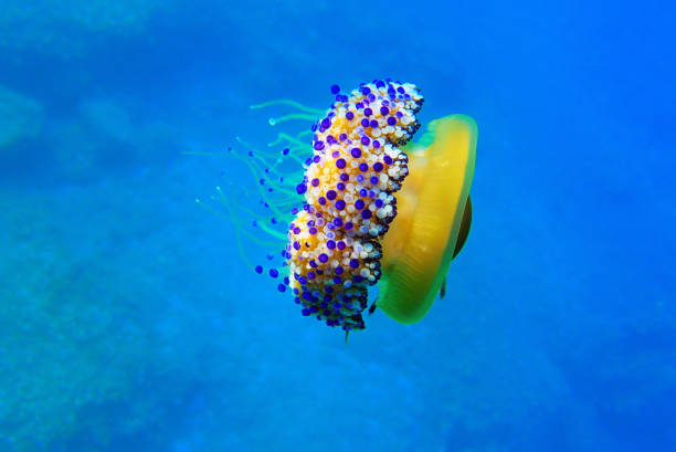 Cotylorhiza tuberculata is a species of jellyfish, of the phylum Cnidaria, also known as the Mediterranean jellyfish, Mediterranean jelly or fried egg jellyfish. It is commonly found in the Mediterranean Sea, Aegean Sea, and Adriatic Sea. It can reach 40 cm in diameter, but is usually less than 17 cm wide.