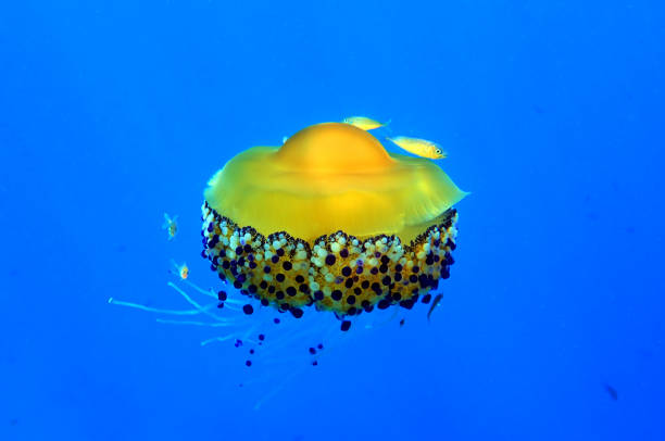 Cotylorhiza tuberculata is a species of jellyfish, of the phylum Cnidaria, also known as the Mediterranean jellyfish, Mediterranean jelly or fried egg jellyfish. It is commonly found in the Mediterranean Sea, Aegean Sea, and Adriatic Sea. It can reach 40 cm in diameter, but is usually less than 17 cm wide.