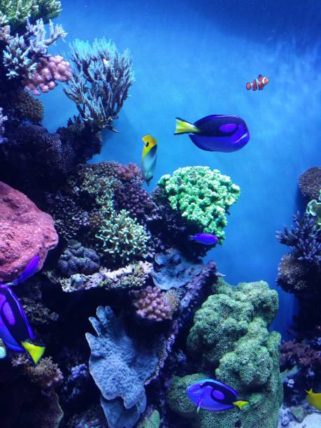 pesci colorati e coralli - beauty in nature coral angelfish fish foto e immagini stock