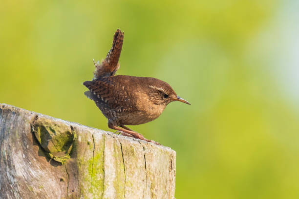istock Eurasian Wren bird (Troglodytes troglodytes) display, singing and mating during Springtime season 1173987198