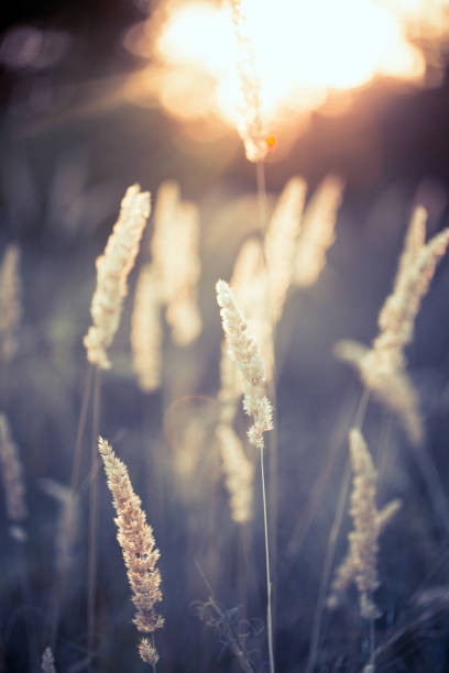 istock abstract evening shot with the grass at the field
