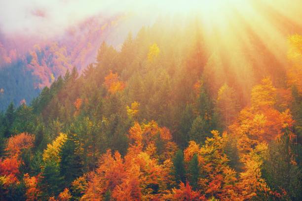 istock Fall forest in mountains. Autumn nature landscape background. Sunshine in forest scenery view. Natural national park with autumn trees. Warm red yellow colors foliage. Mount Olympus, Greece, Europe 1173989013
