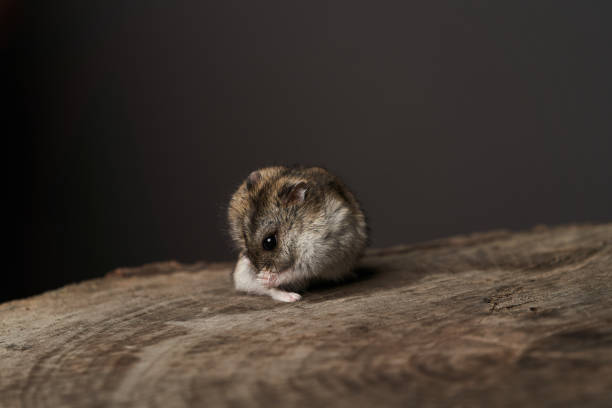 istock Little domestic hamster on grey background. Djungarian Dwarf hamster 1173990715