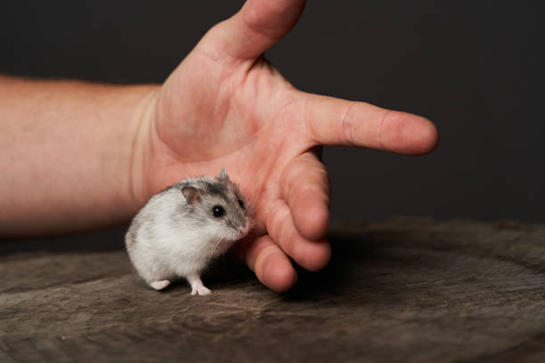 istock Small domestic hamster. Dwarf hamste. Little pet hamster 1173990746